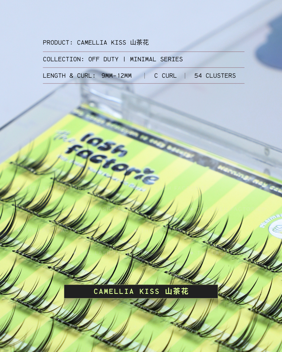 2.05 · Camellia Kiss 山茶花